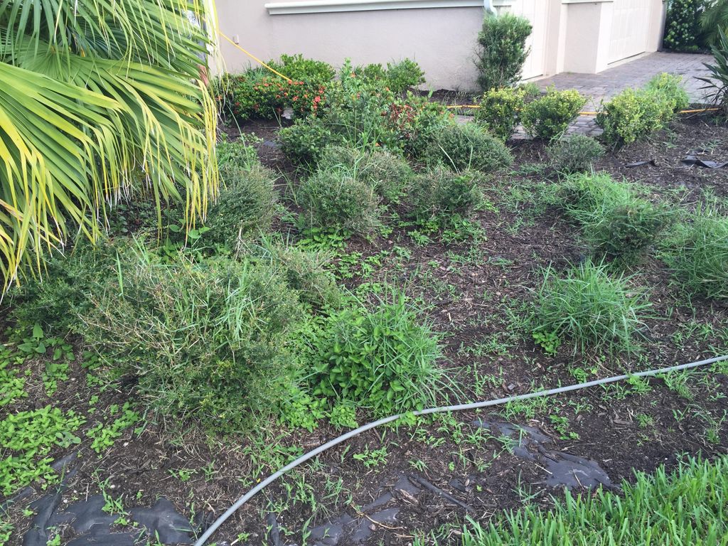 Yard clean up before work done