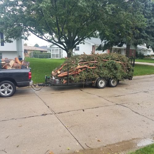 A few pine trees  that we took down then loaded up