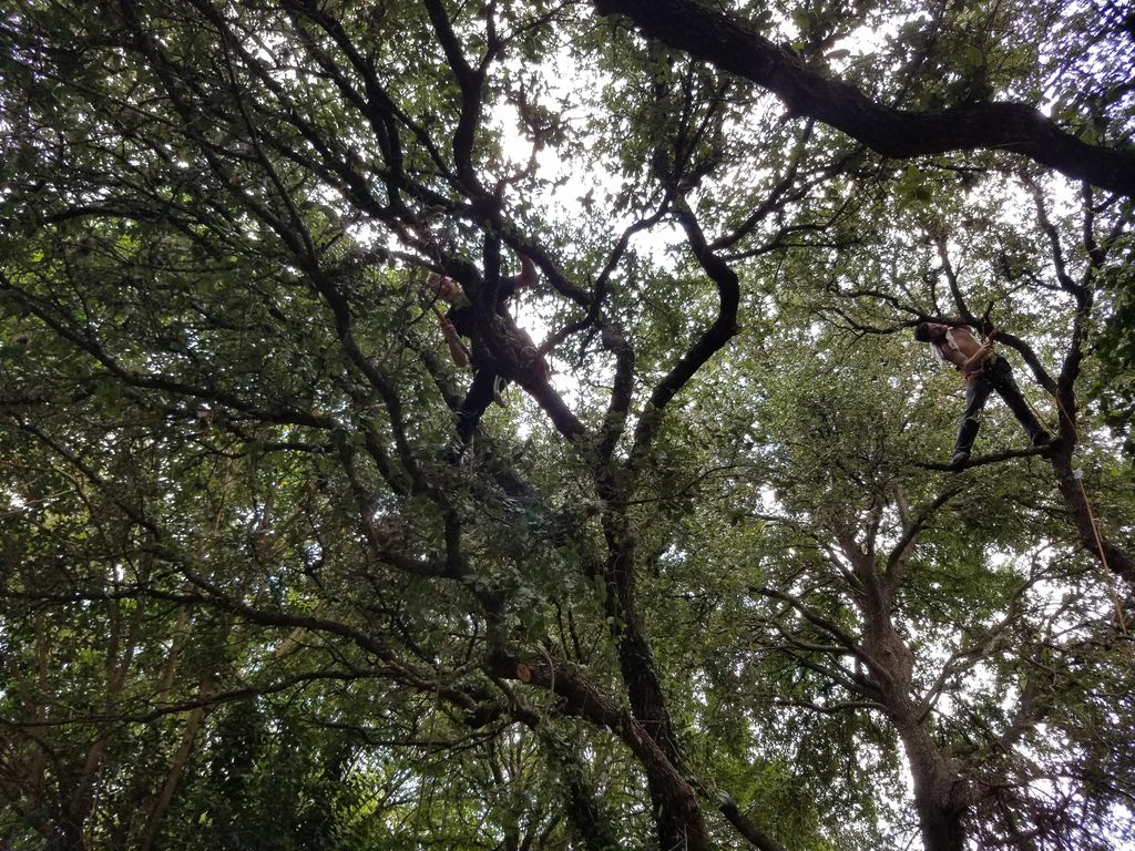 Jerimiah and I health pruning a cluster of live oa