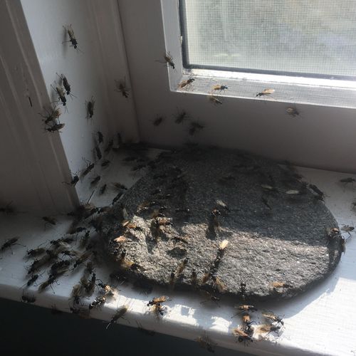 Carpenter ant swarmers 