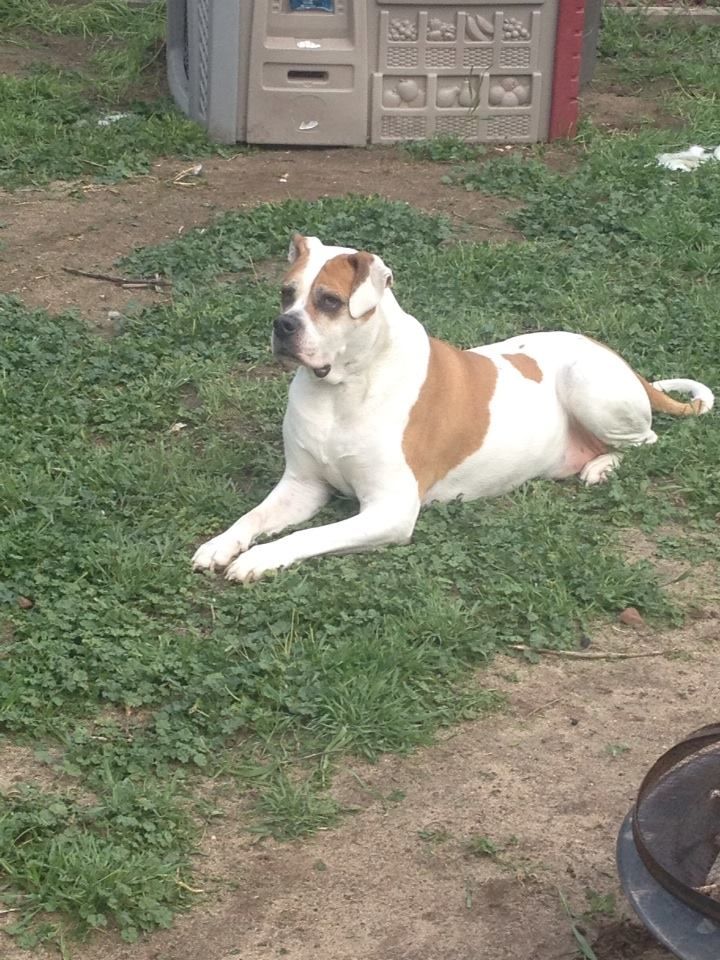My boy Junior. 120 pound American Bulldog, 10 year