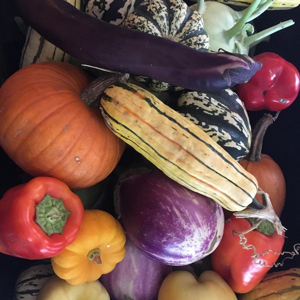 The fruits of our labor (organic garden)