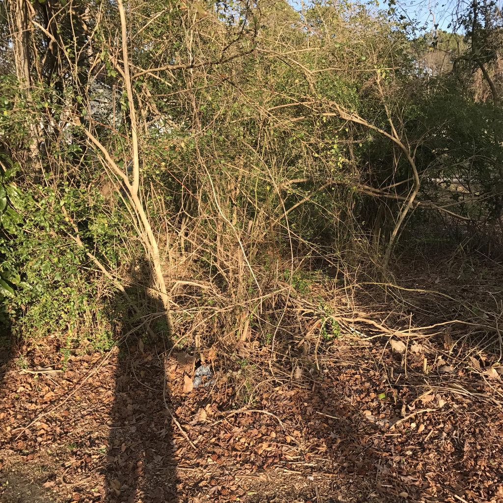 Overgrown backyard prior to cleanup