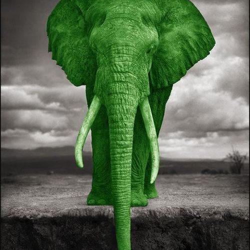 Green Elephant Design