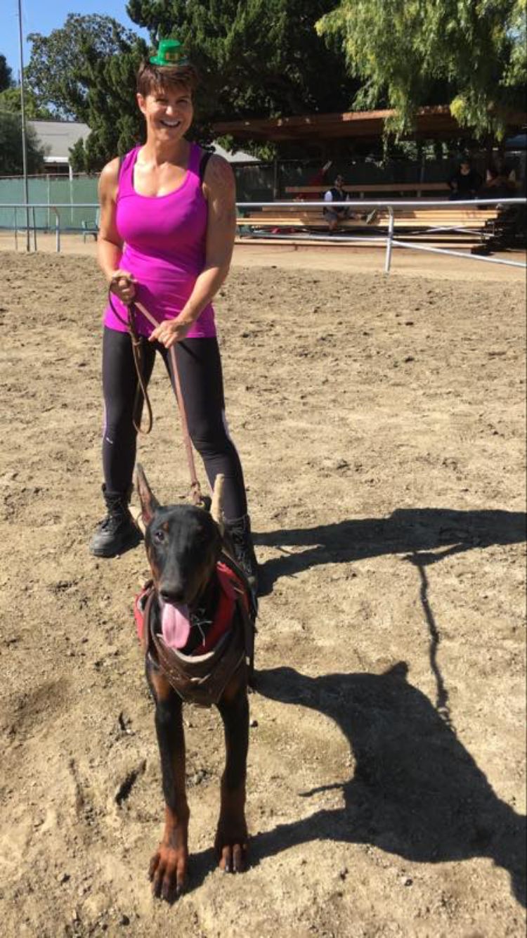 ~Preparing an nine month old pup for bite work tra