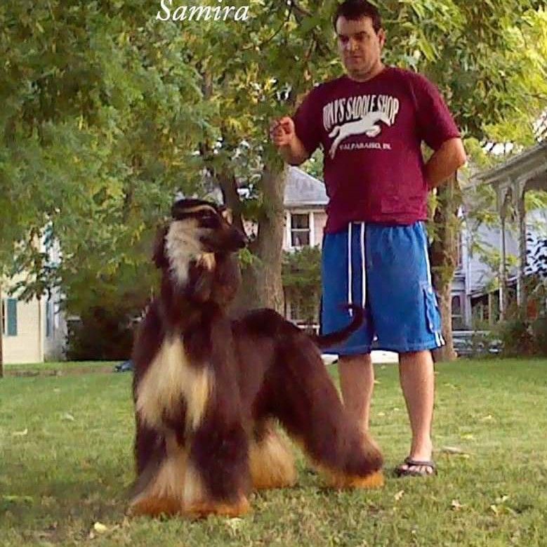 dandy dogs mobile grooming service