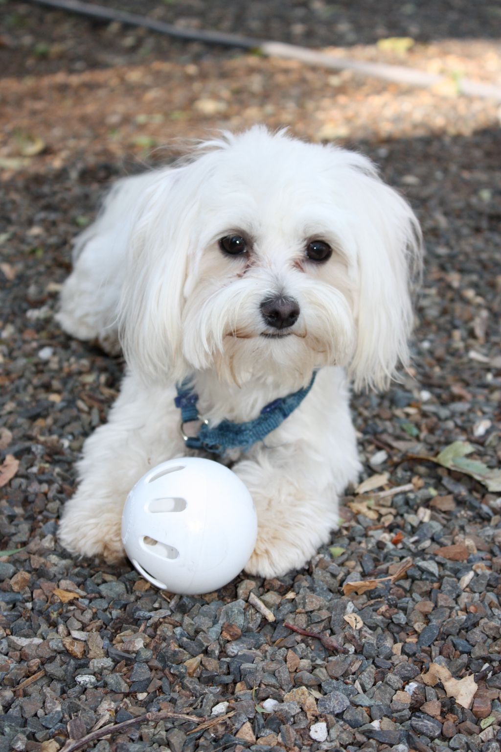 We work with every breed, big and small :)