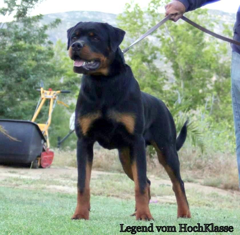 Beautiful Rottweiler...