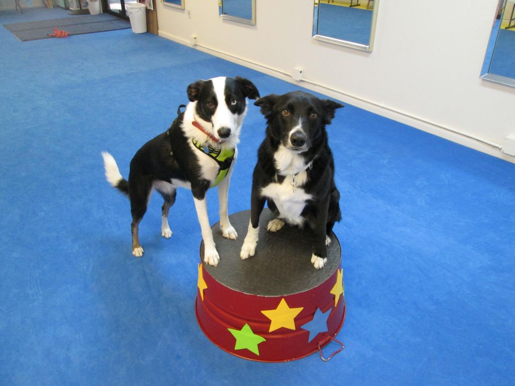 Pedestal Training for Impulse Control