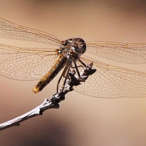 Dragonfly: Photography Example
