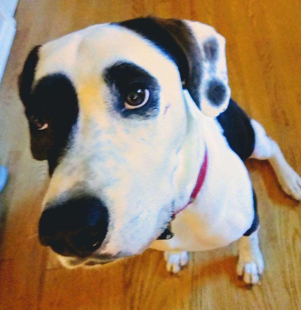 A very good dog!