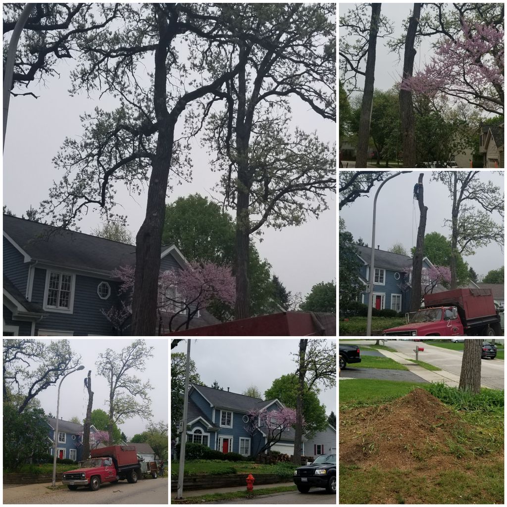 removing a large Oak tree in elgin ill