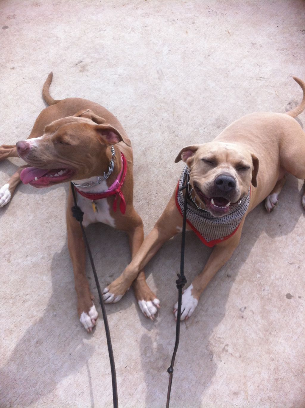 Get both your best friends in ship shape!