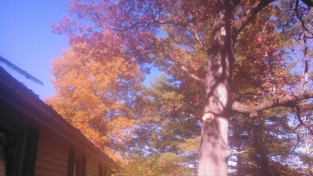 Pruning branch from home