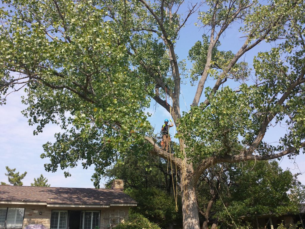 Huge cottonwood removal had root rt