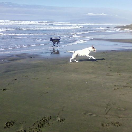 Nugget and Henry playing at the beach