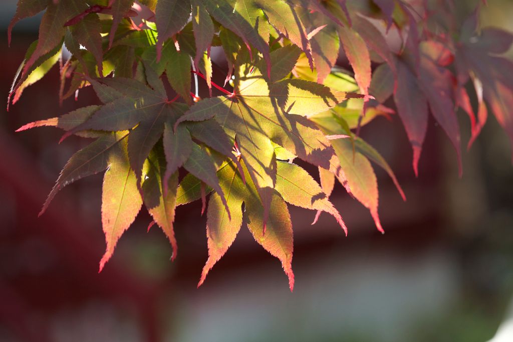 I'm big on using Ambient lighting:  "Lighted Leave