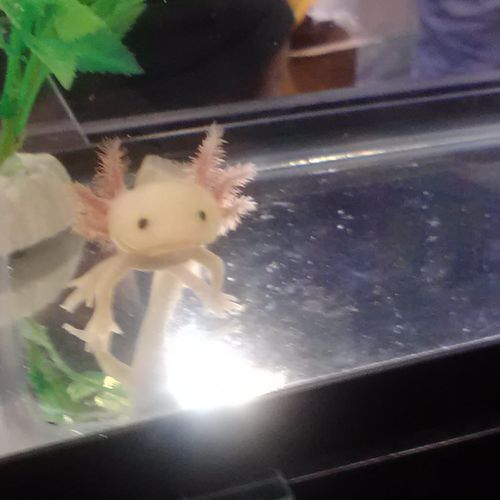 My cute Axolotl Truffles. I love him so much