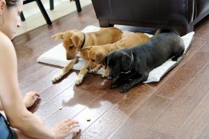 Private dog training in your home.