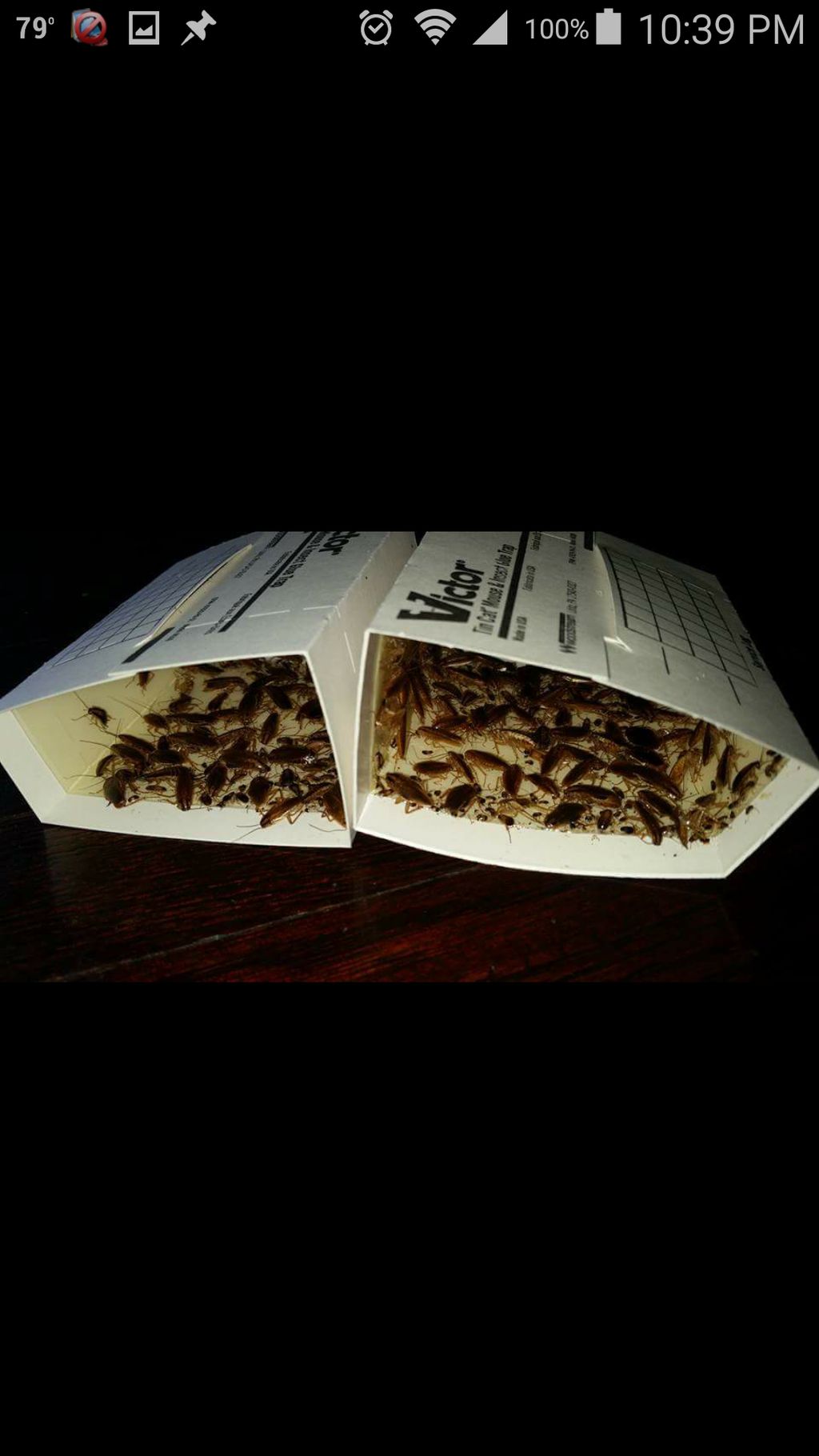 German cockroach infestation.  