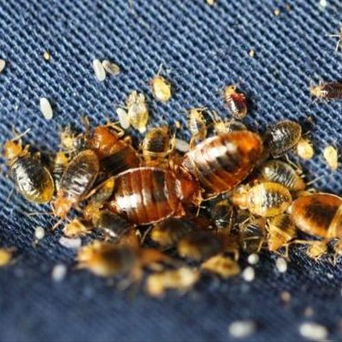Bed bugs have made a significant come back in rece
