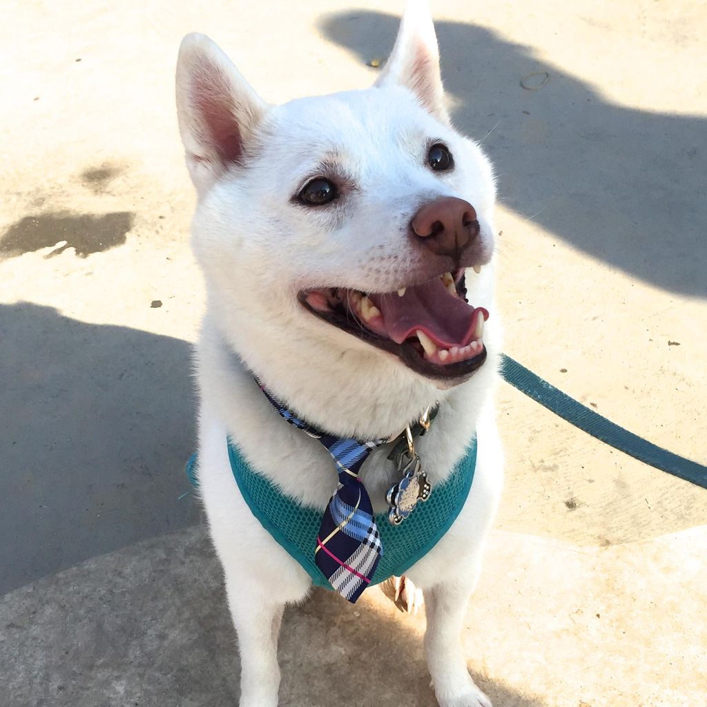 A Mixy Tie on this Mixy Pup ;)