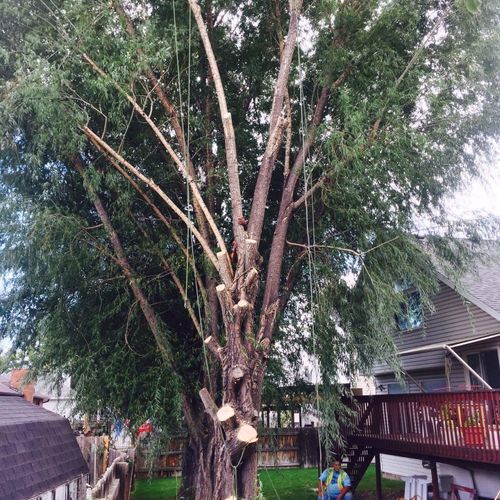 Complete removal of three Australian Willows.
