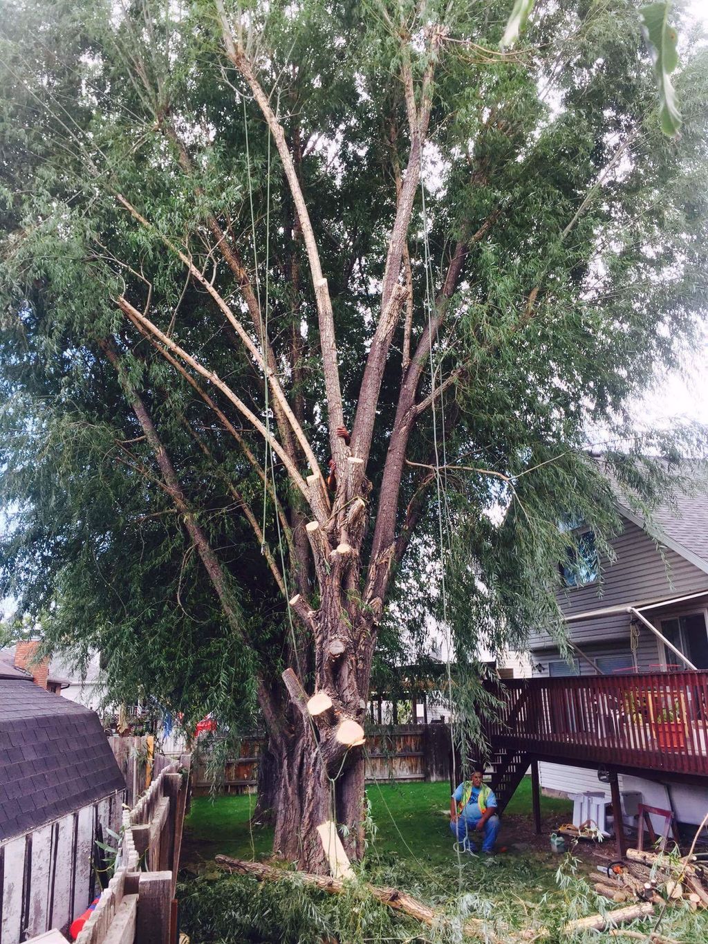 Complete removal of three Australian Willows.