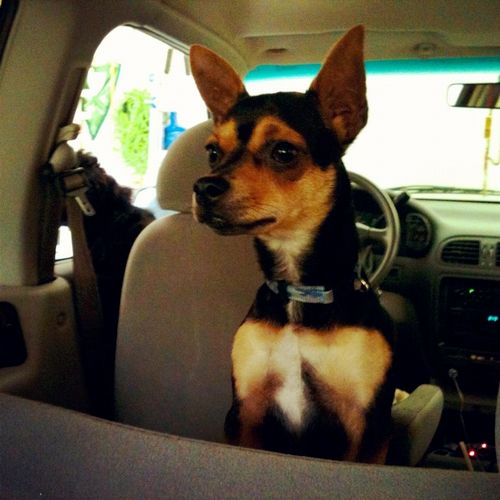 Elvis also loves car rides.