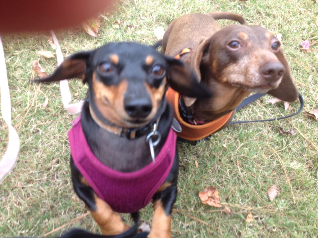 Jaxx & Mukki taking a walk in their neighborhood.