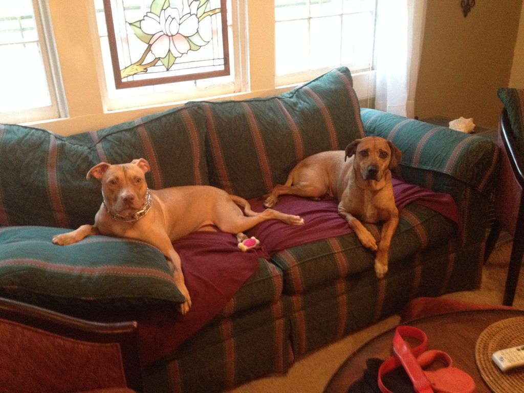 Sammie & Lucy chilling on the sofa after a long wa