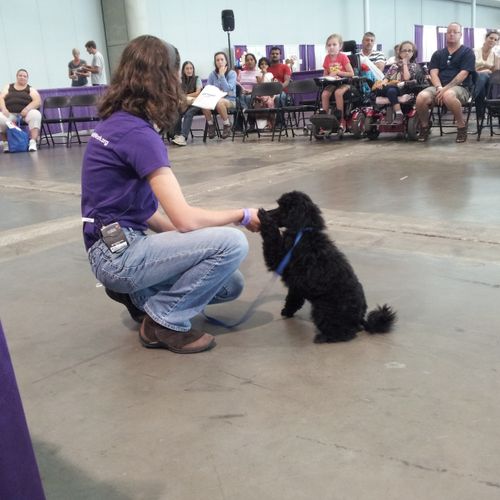 Service Dog puppy training demo at the Boston Abil