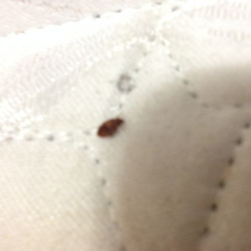 Perform  A Bed Bug Inspection