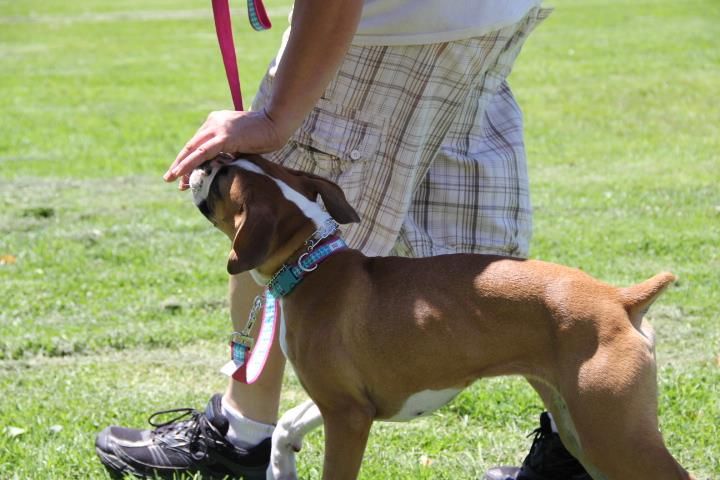 Training loose leash walking and the heel position