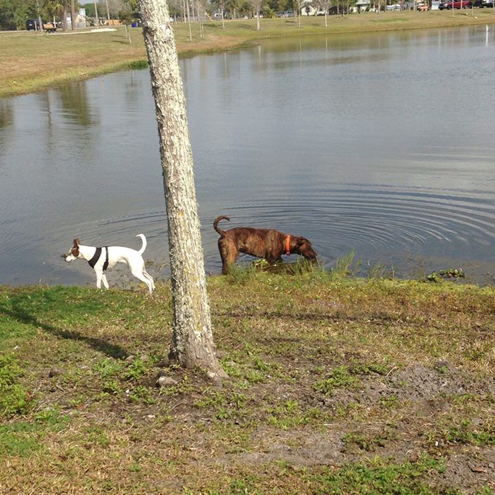 My two that I have now, Khaos & Riley, having some