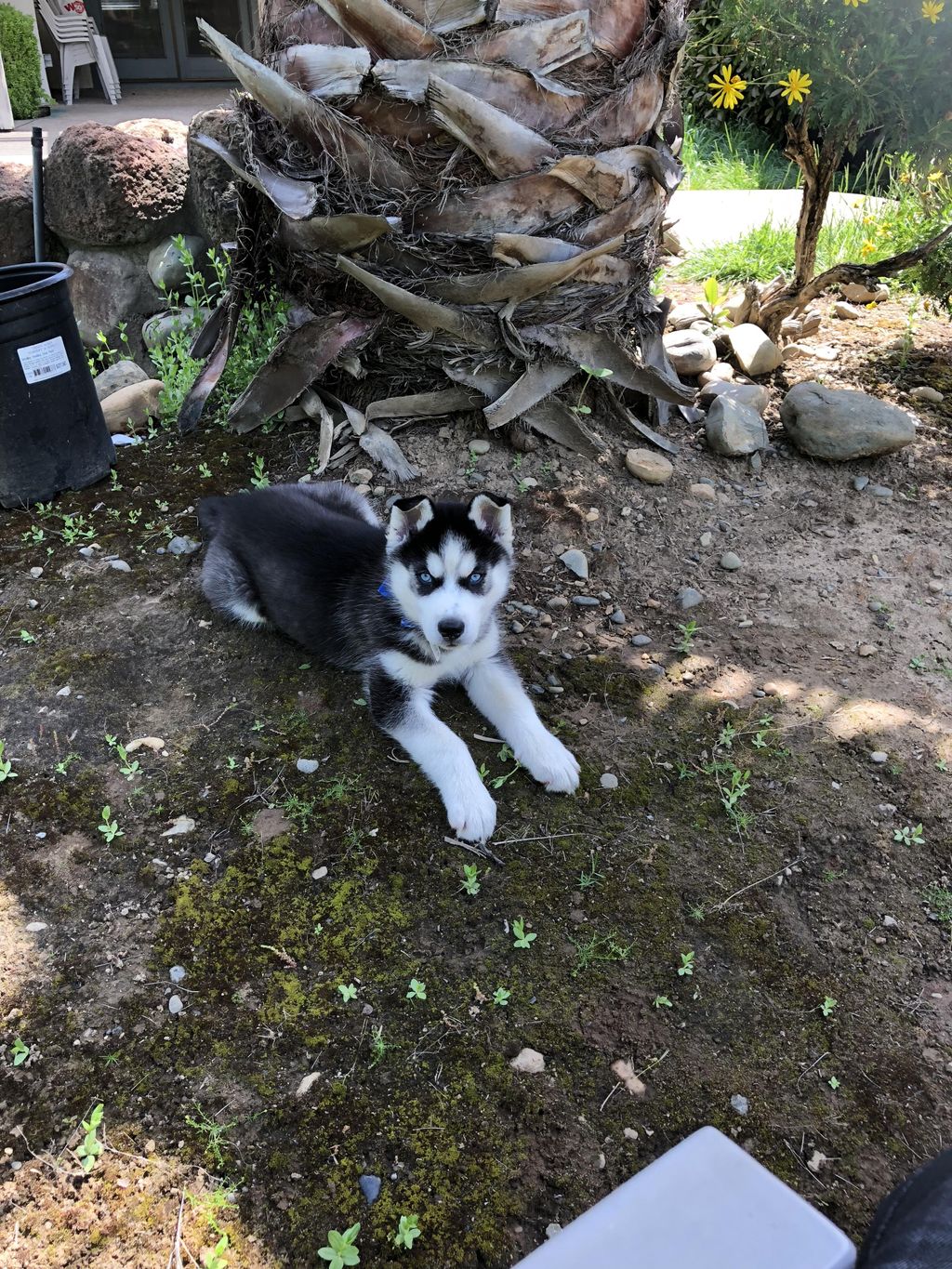 100% Siberian Husky 