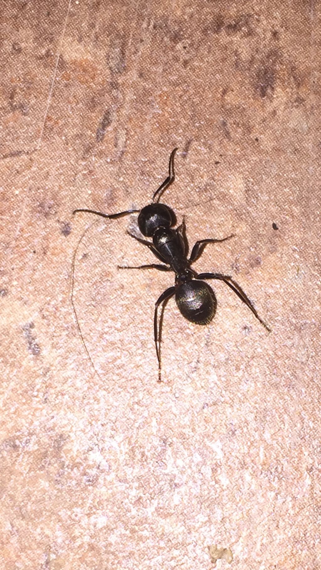 Carpenter Ant