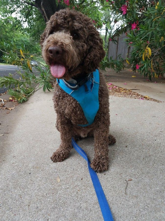 Oliver!