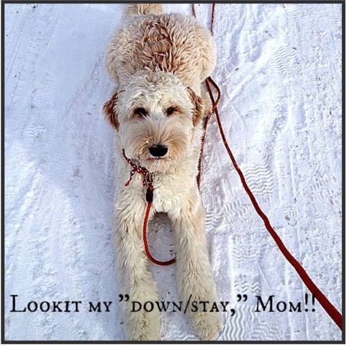 Willow the Golden Doodle perfecting her 'down'...a