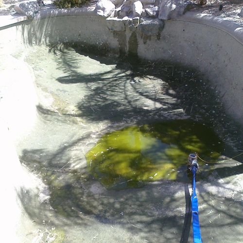 Green Pool Clean up before