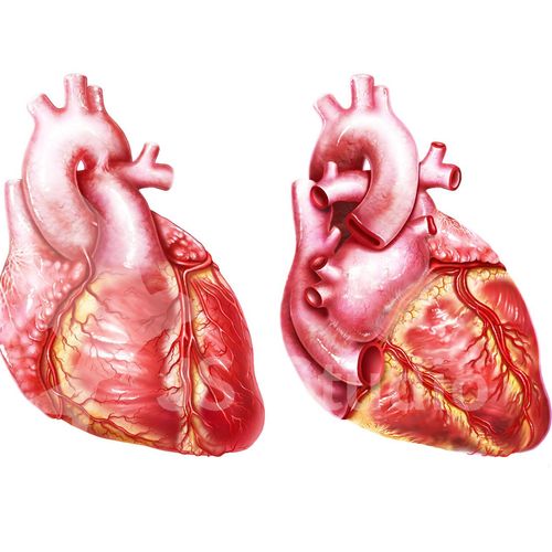 Human Heart Anatomy

Digital illustration of human