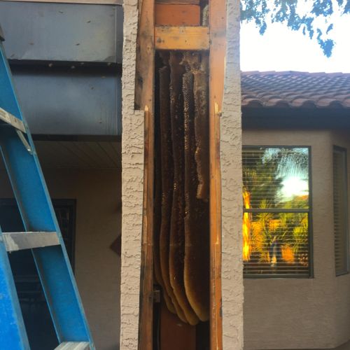 Honey inside of a stucco pillar