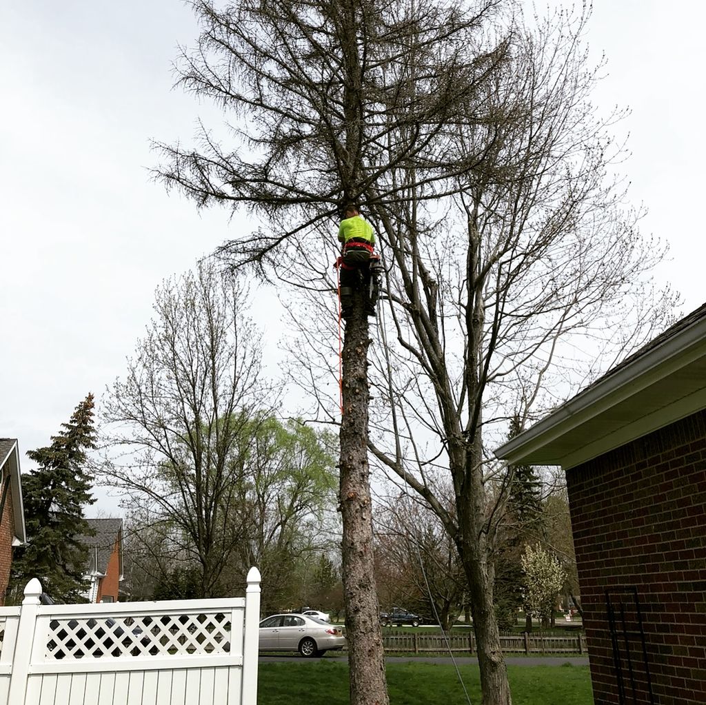 we climb most trees we take down! 