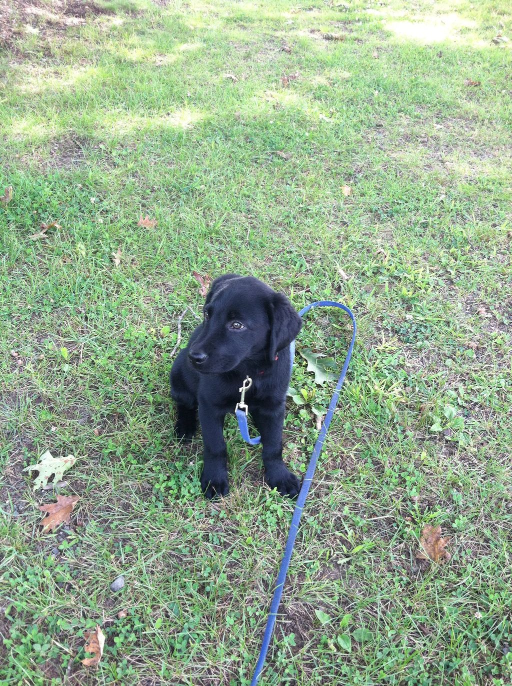 Cooper paying a visit to our barn to get some play