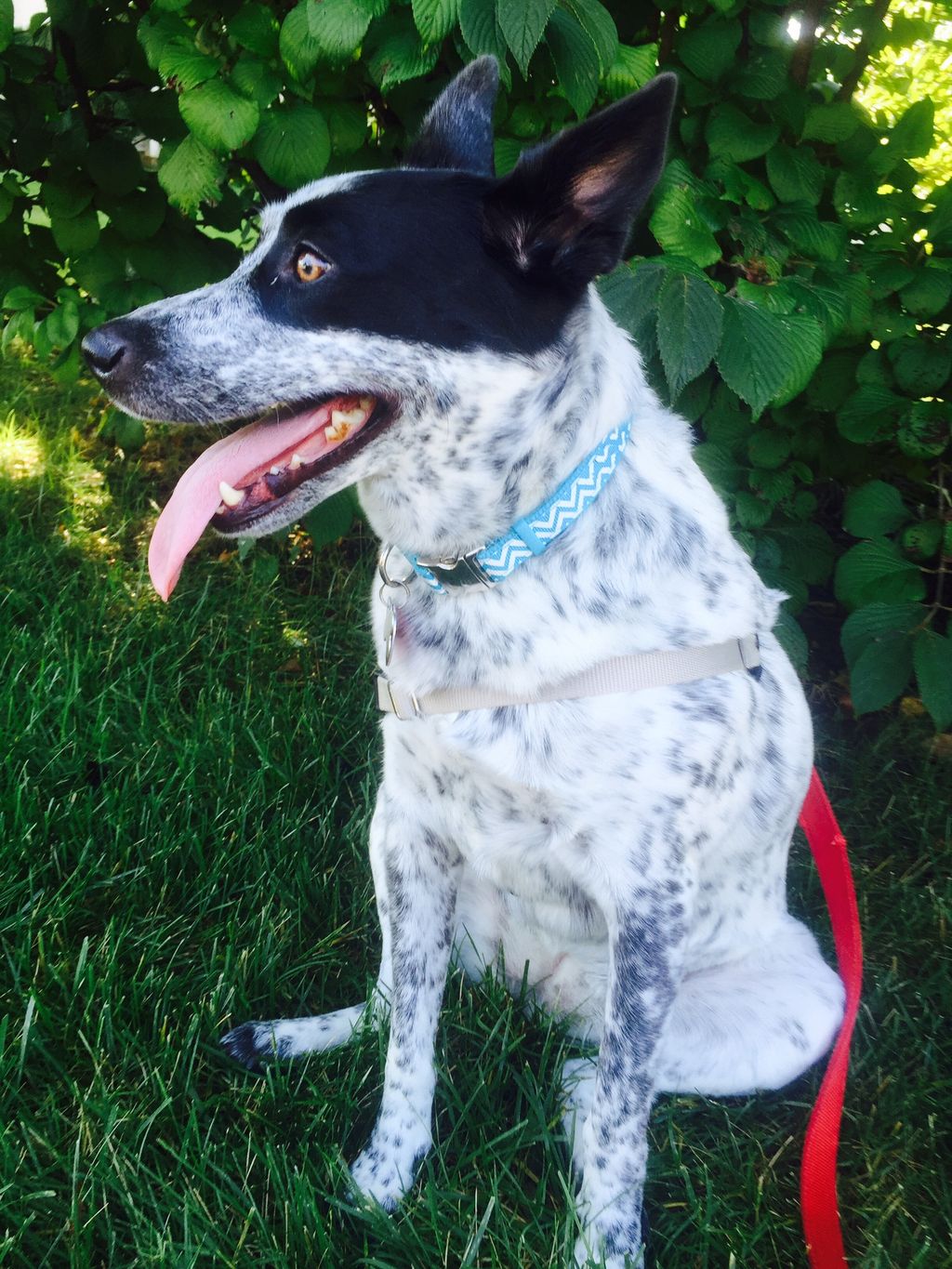 My lovely mix of Lab/ Blue Heeler she is very Feis