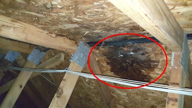 Attic moisture damage