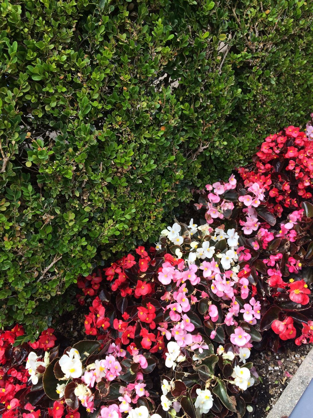 Landscape Design/ Gardening