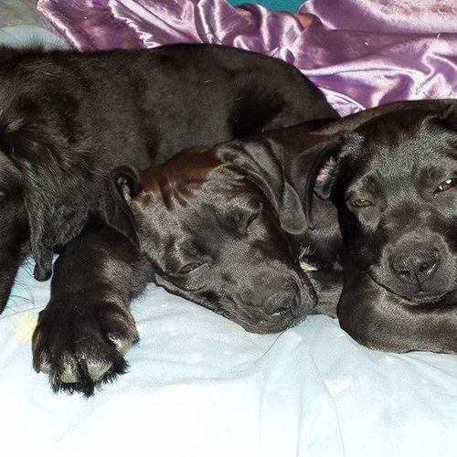 The three pups napping inside