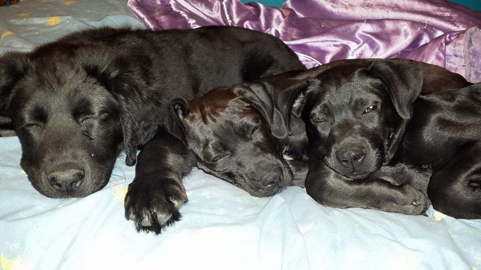 The three pups napping inside