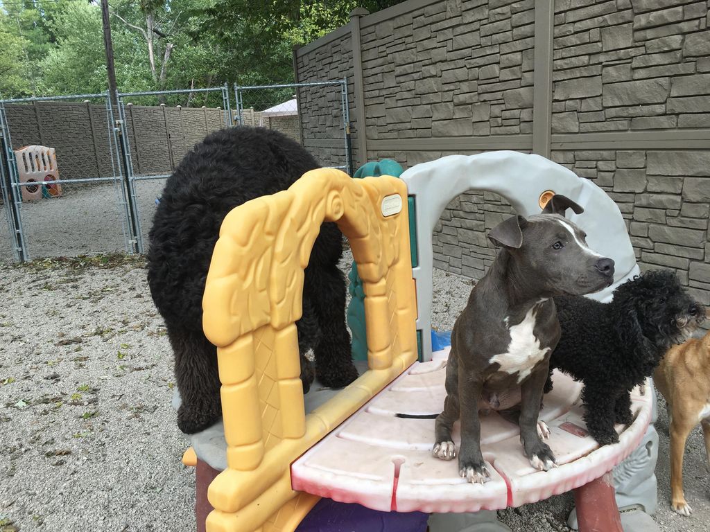 Sit staying with other dogs. Impressive young Linu